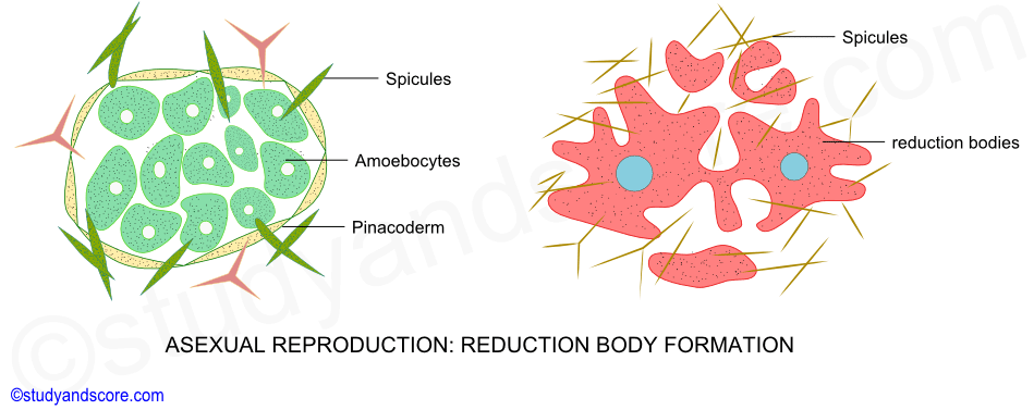 Asexual reproduction in sponges, formation of reduction bodies